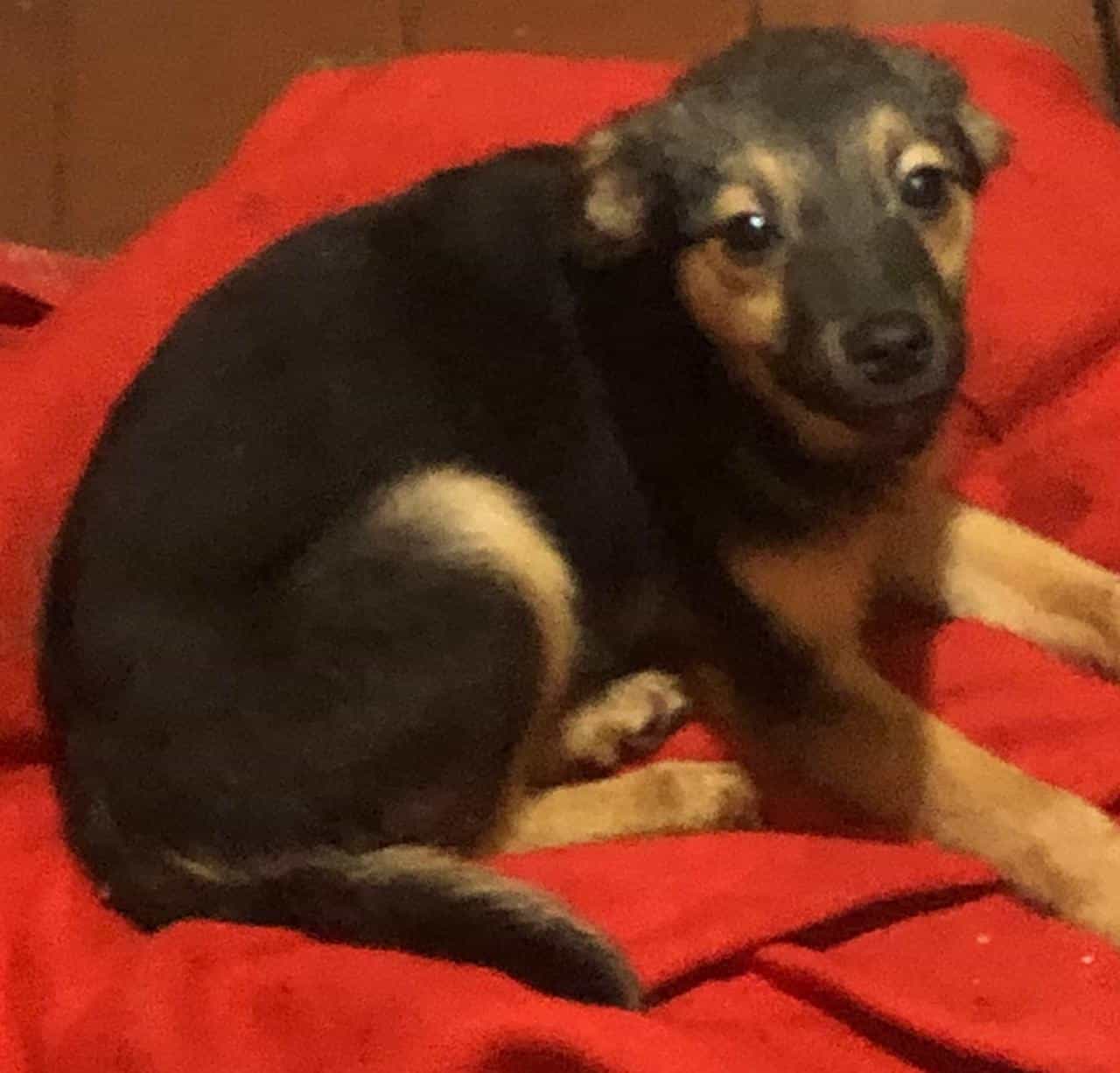 Foto de Cleo