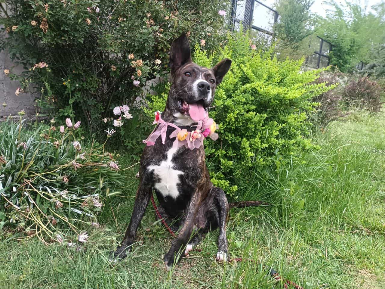 Foto de Xena