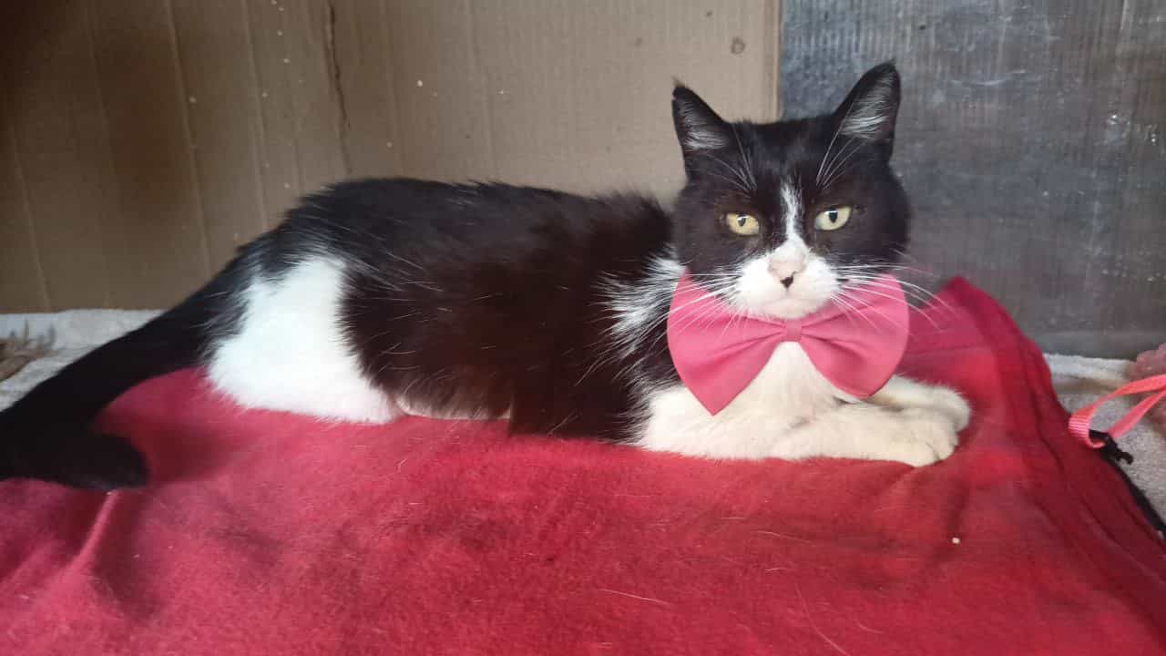 Foto de Pocachontas
