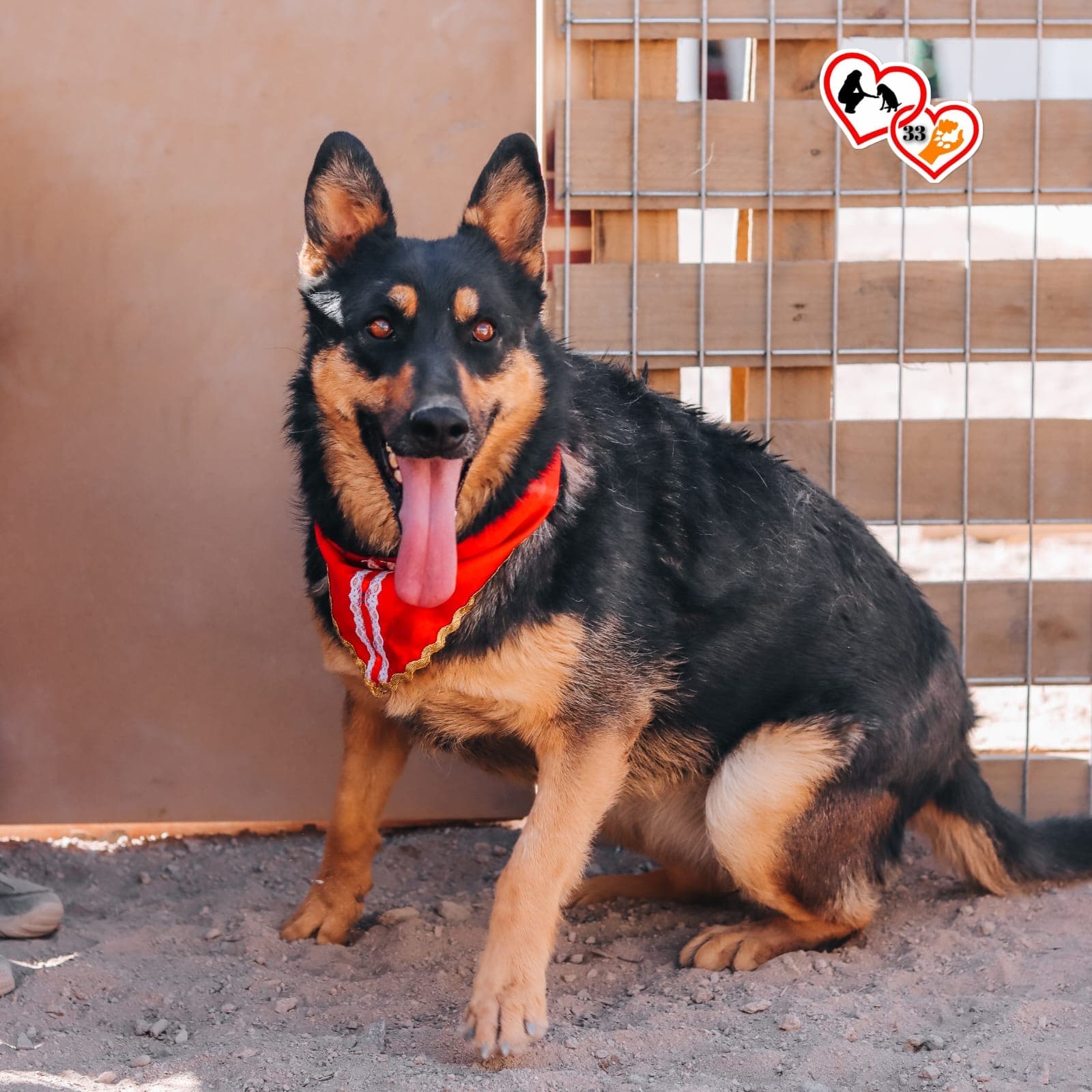 Foto de la mascota