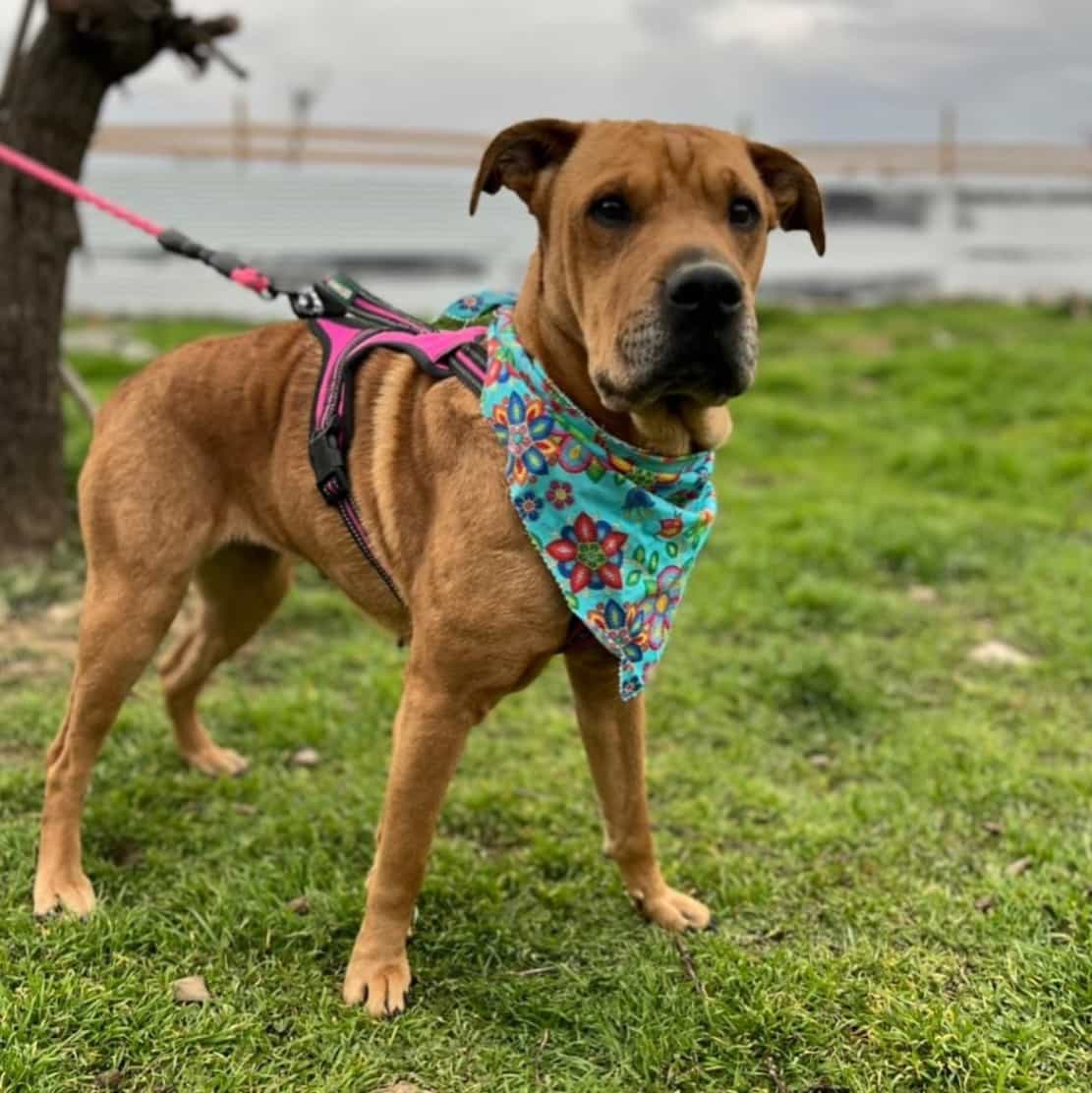 Foto de Lulu