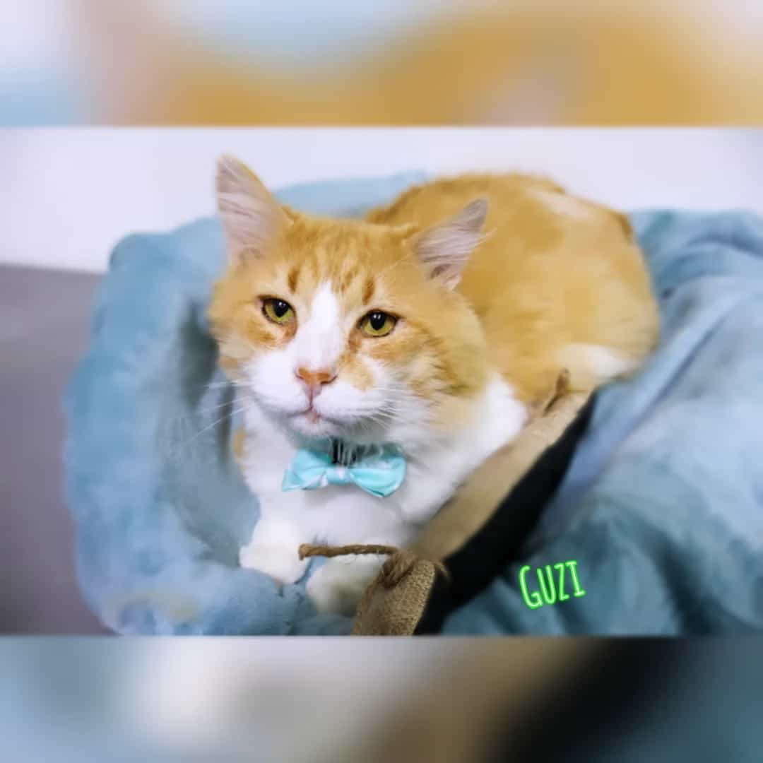 Foto de Guzi