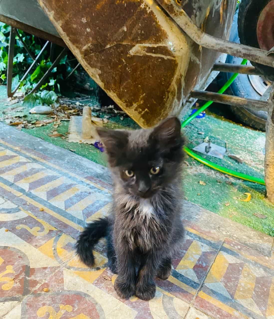 Foto de Gatitos en adopción