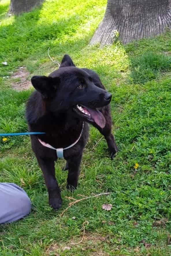 Foto de Loba