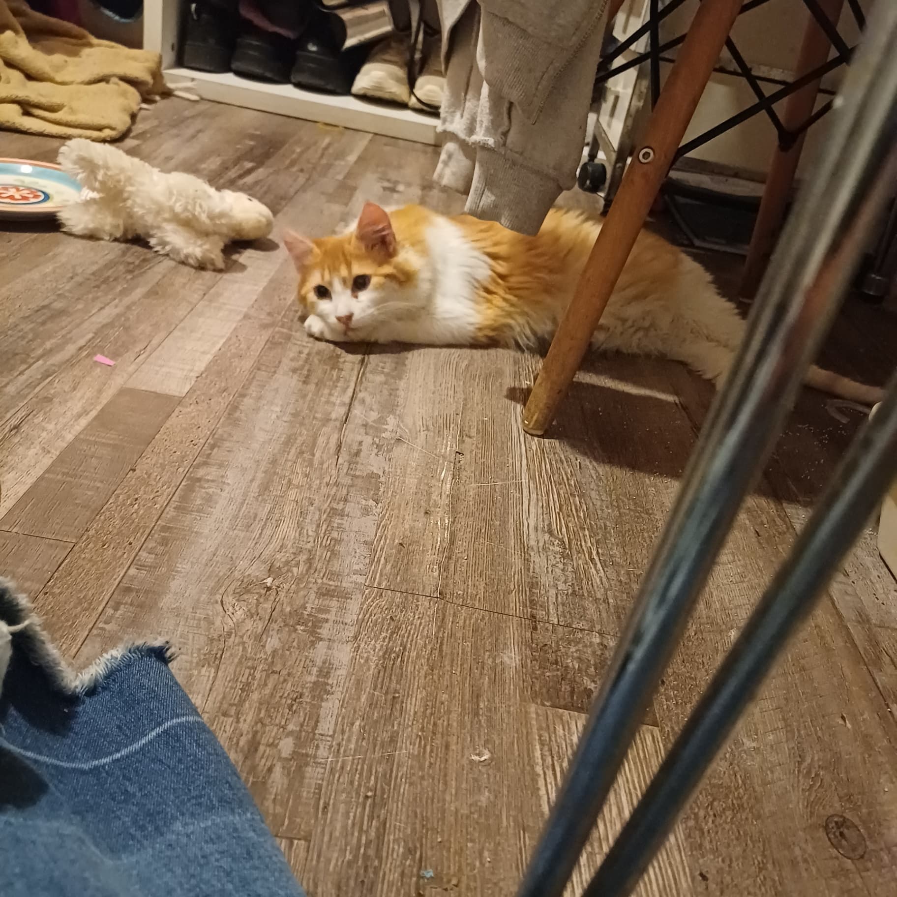 Foto 1