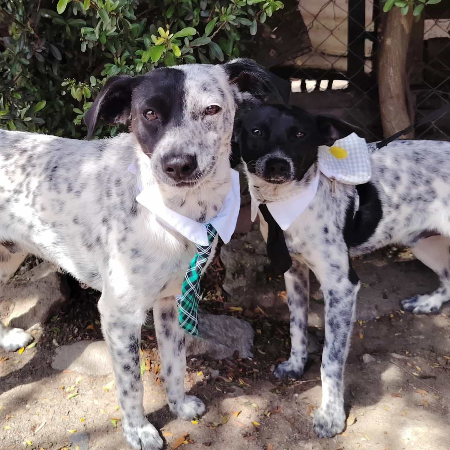 Foto de Tritón y Oreo