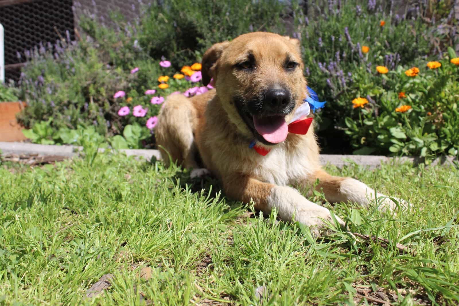 Foto de Balu