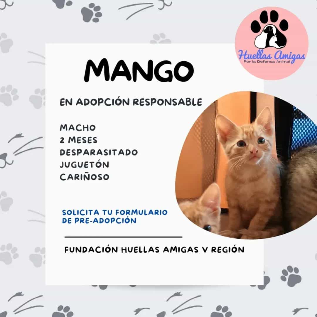 Foto de Mango