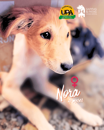 Foto de MIRA, mezcla Terrier Japonés