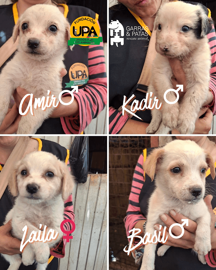 Foto de la mascota