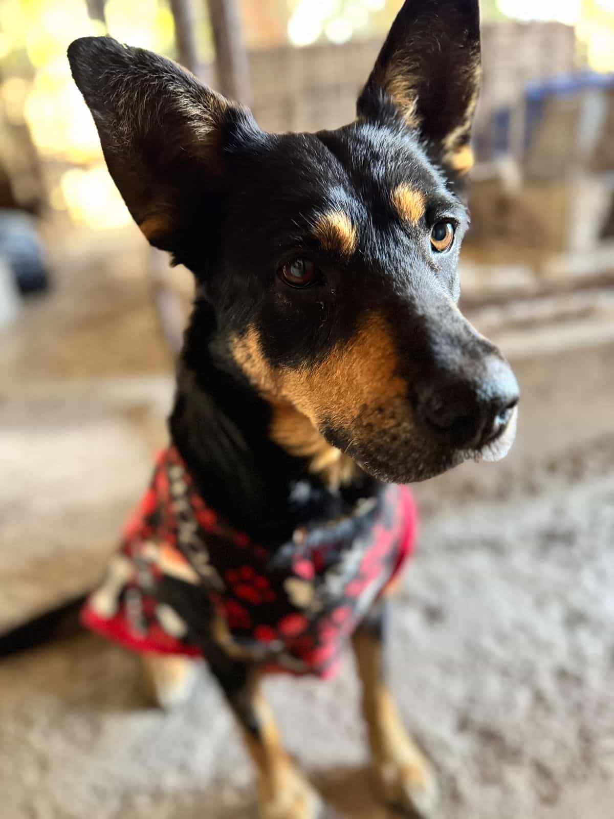 Foto de Perla Ciruela