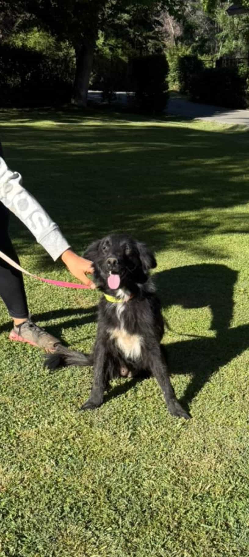 Foto de LAIKA sendero de la vida