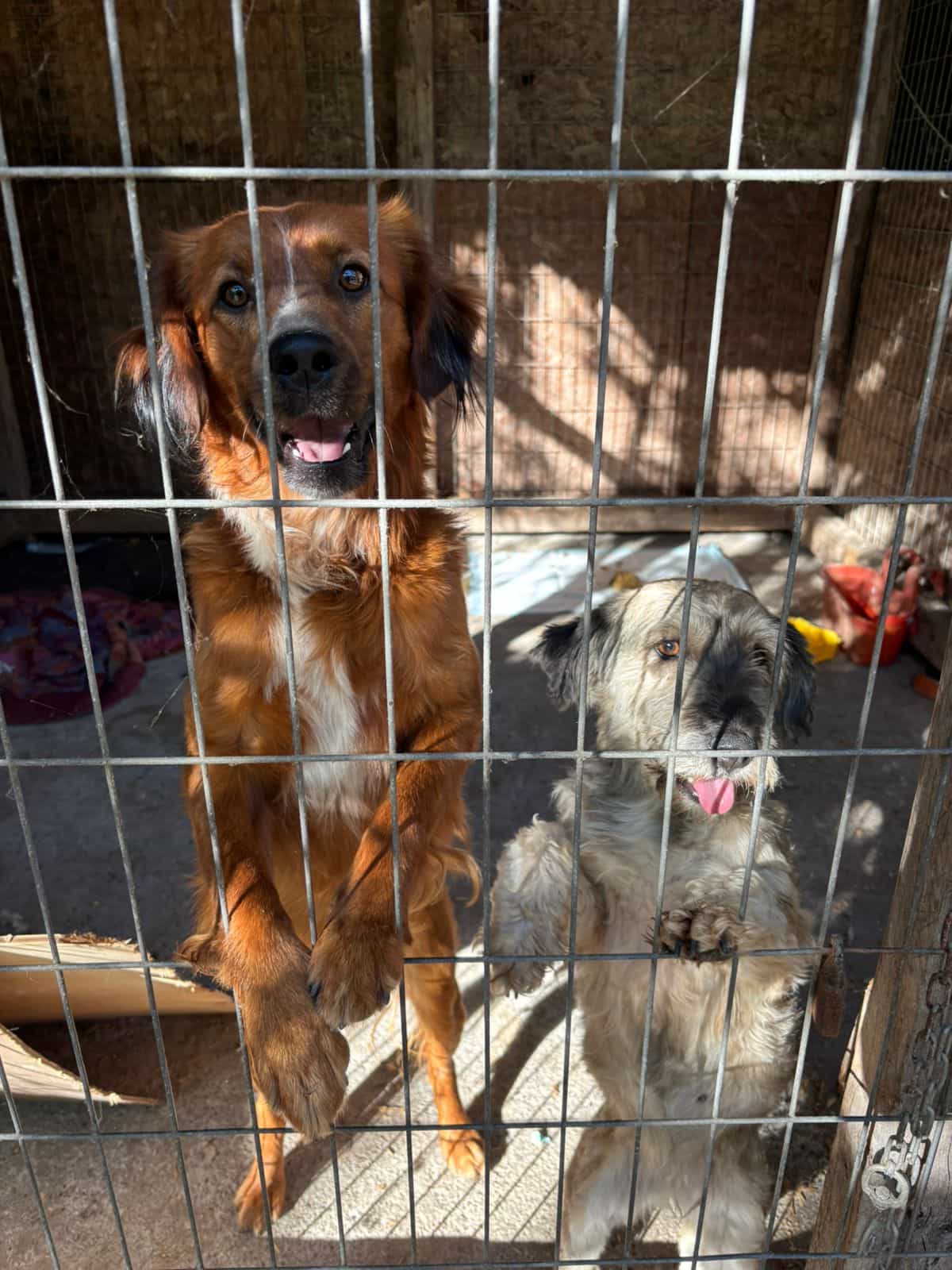 Foto de Brownie y Lady