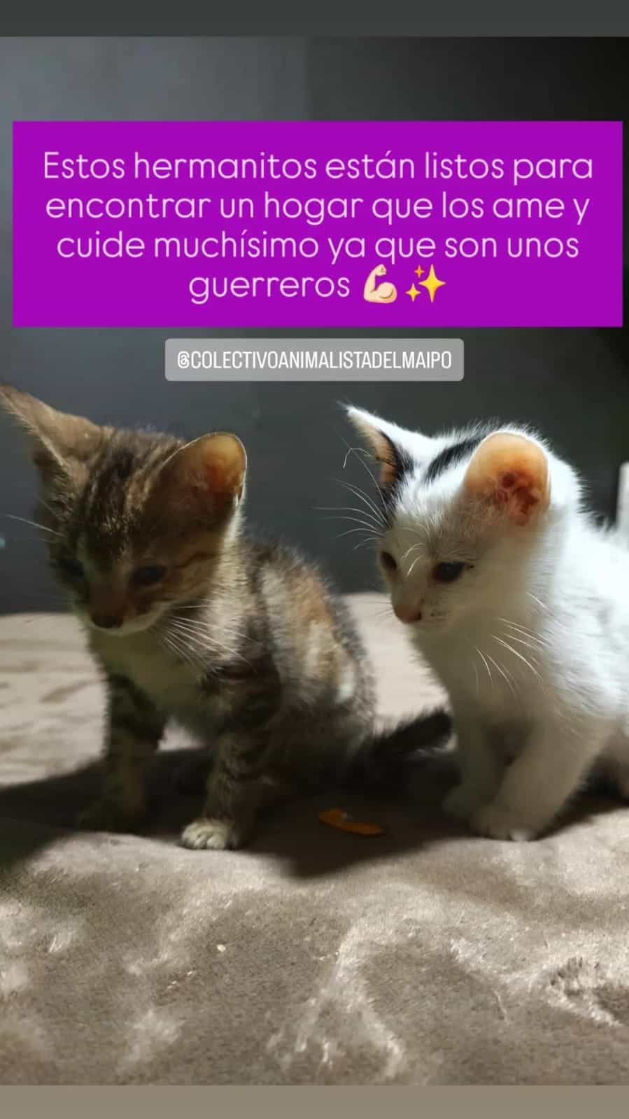 Foto de Tulio y Mico