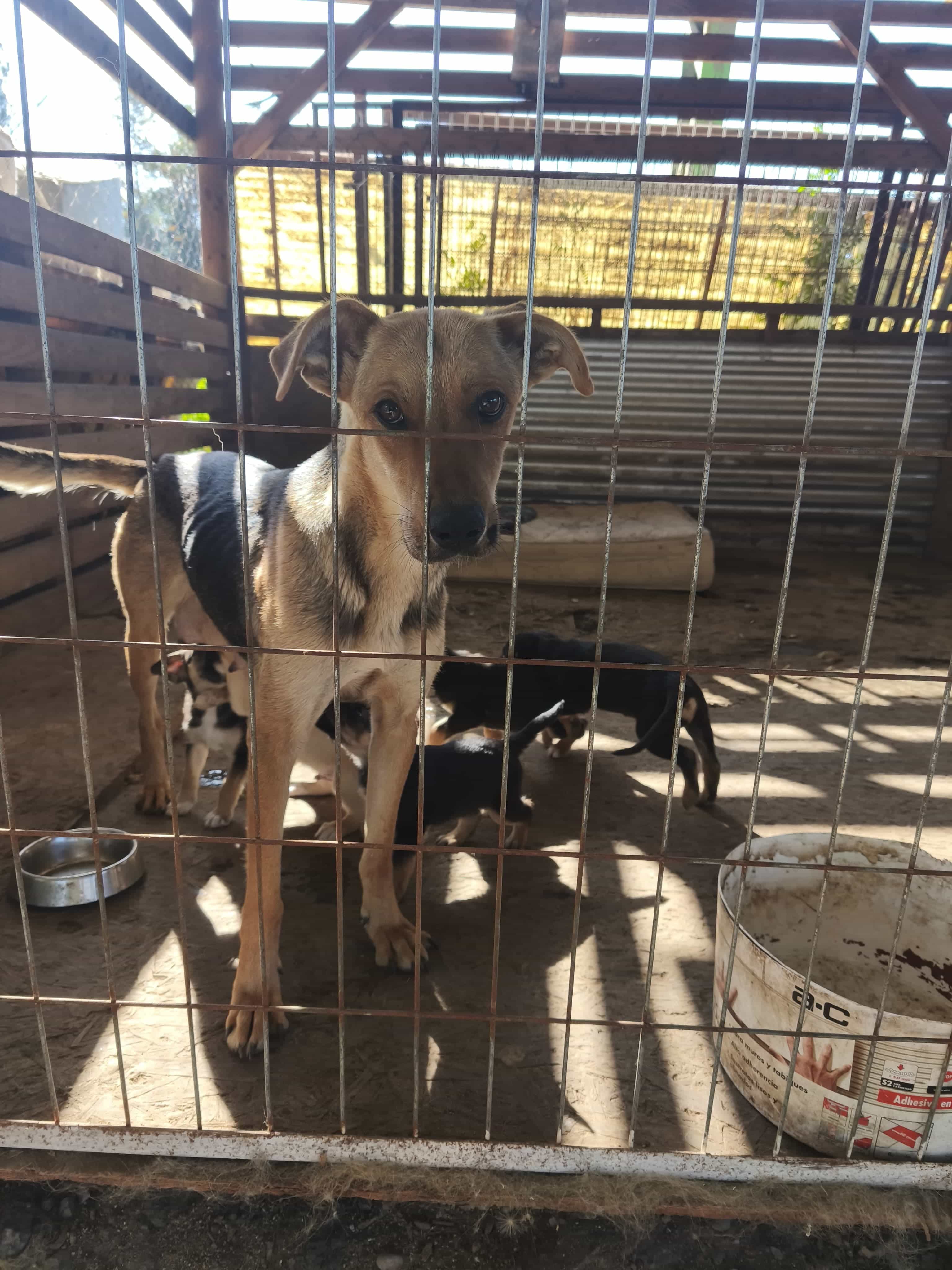 Foto de Javi y sus cachorros