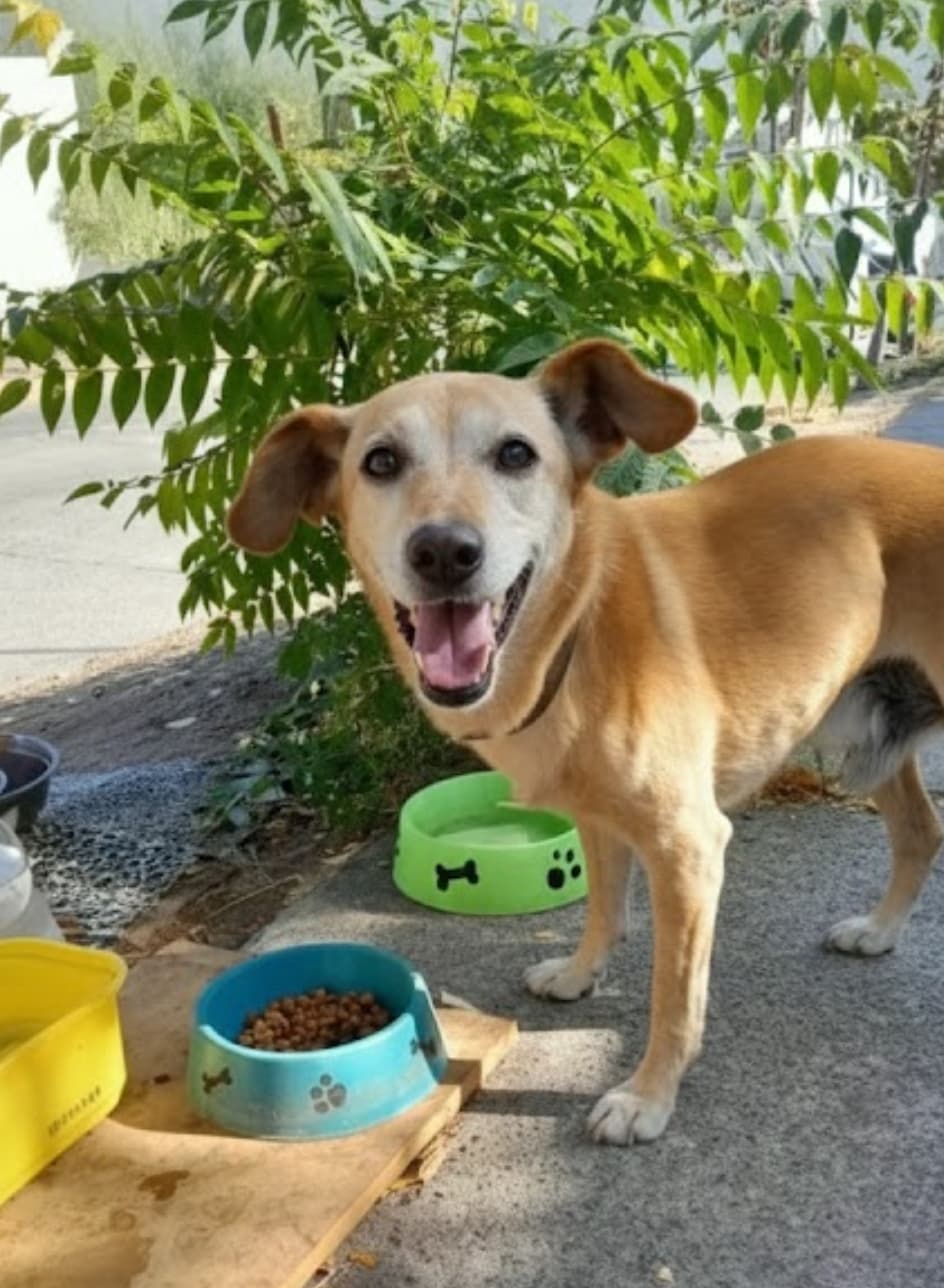 Foto de la mascota