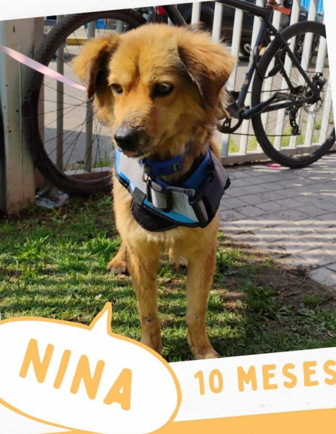 Foto de Nina