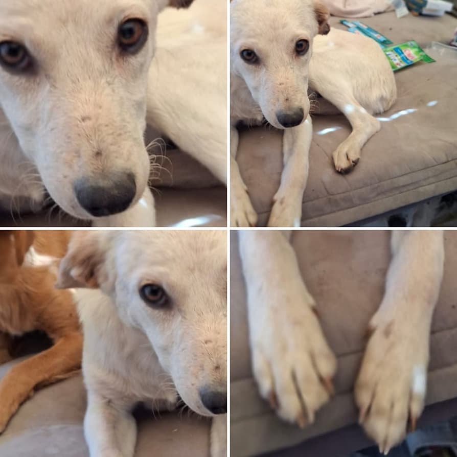 Foto de la mascota