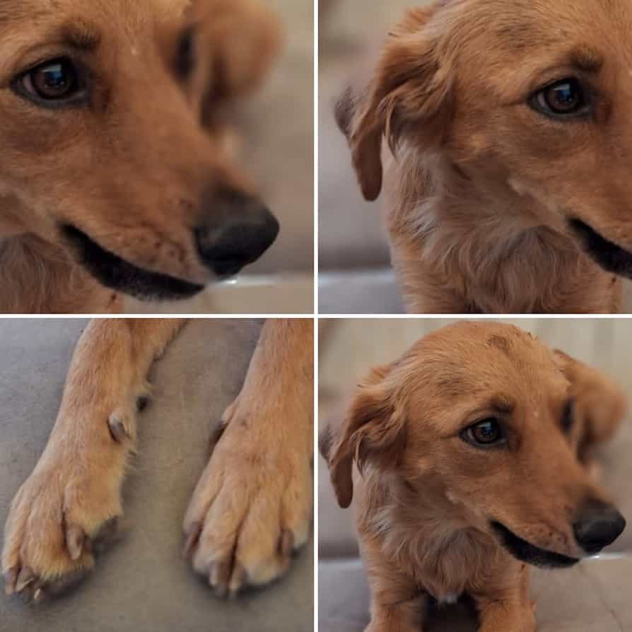 Foto de JASMÍN, mezcla Jindo Japonés