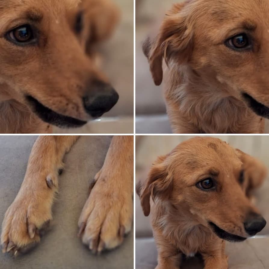 Foto de la mascota