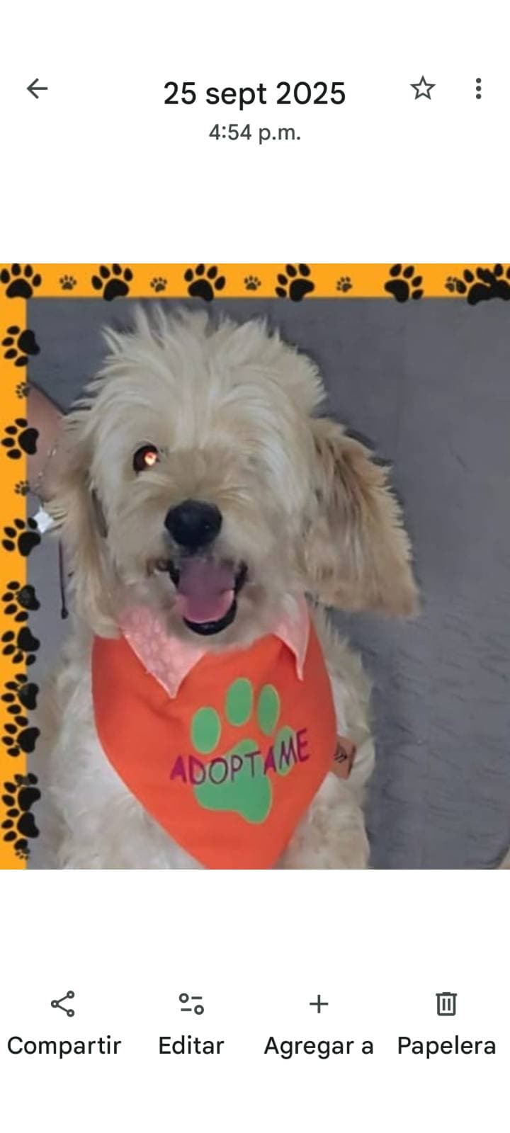 Foto de la mascota