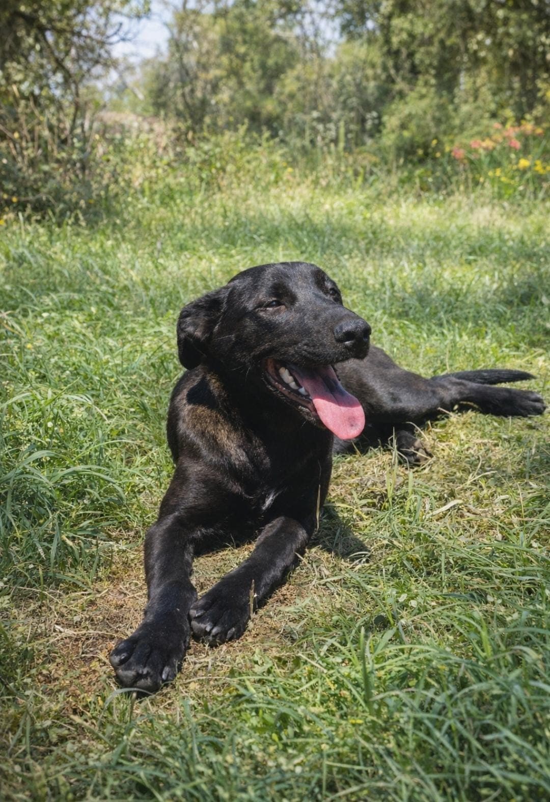 Foto de la mascota