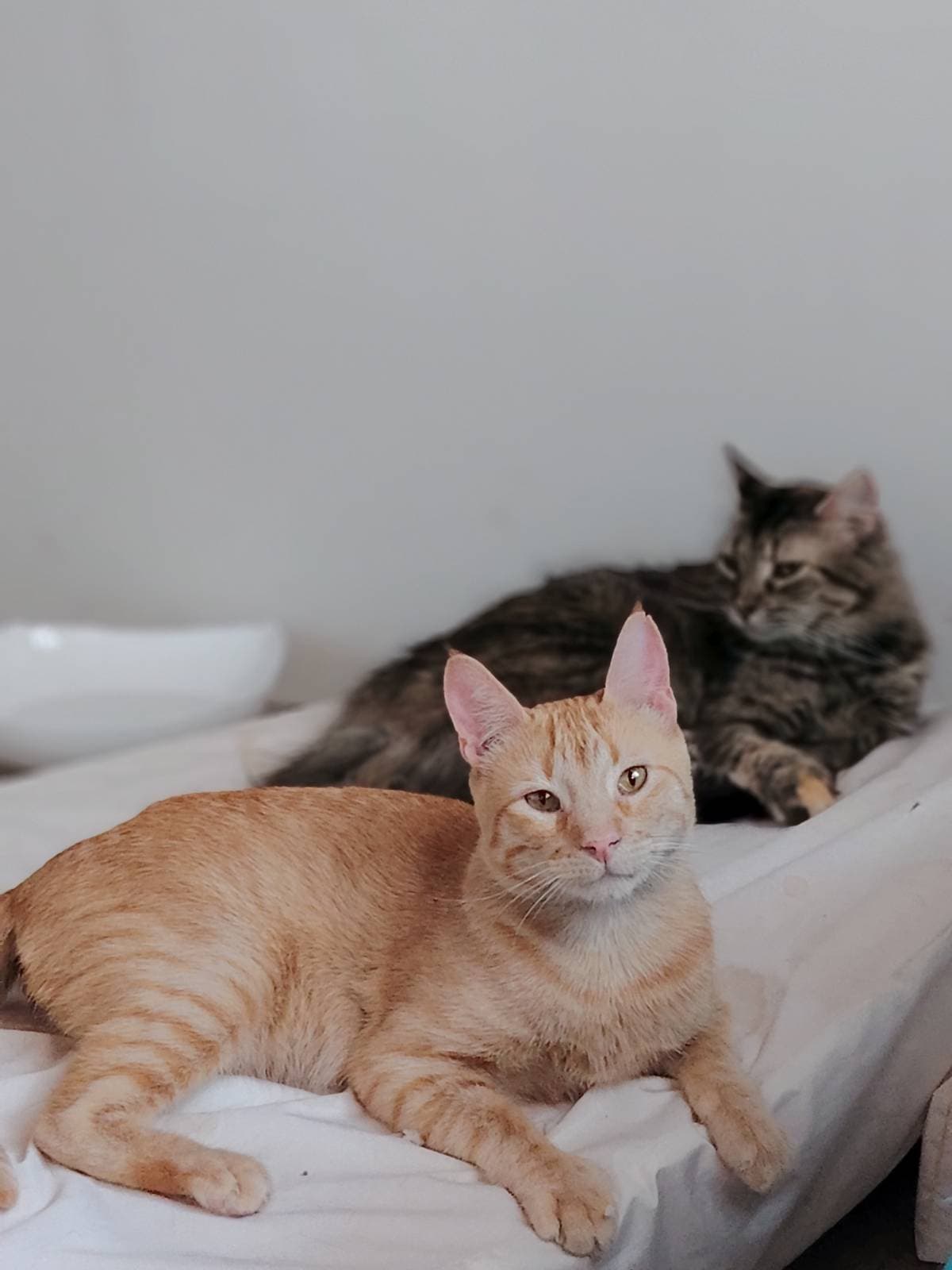 Foto de la mascota