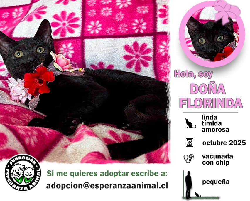 Foto de la mascota
