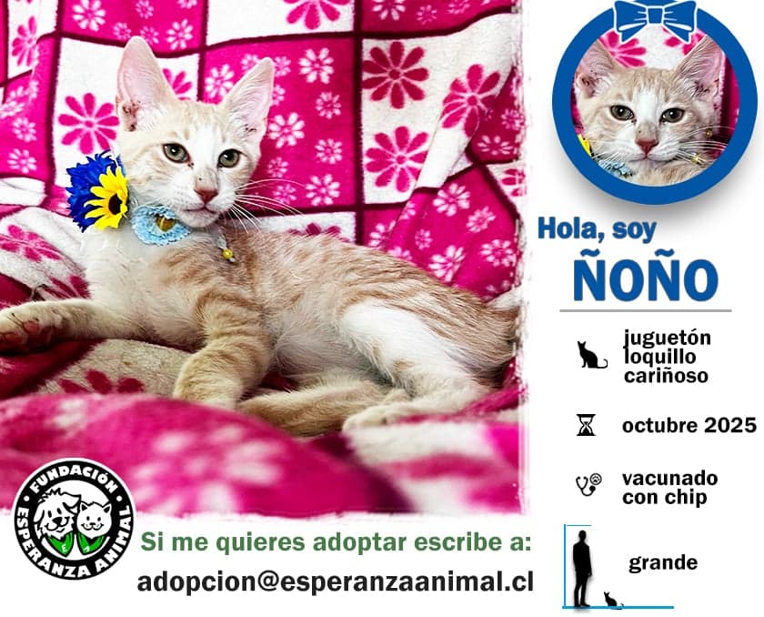 Foto de la mascota