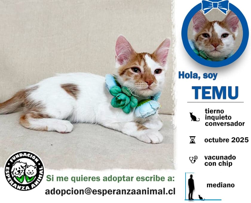 Foto de la mascota