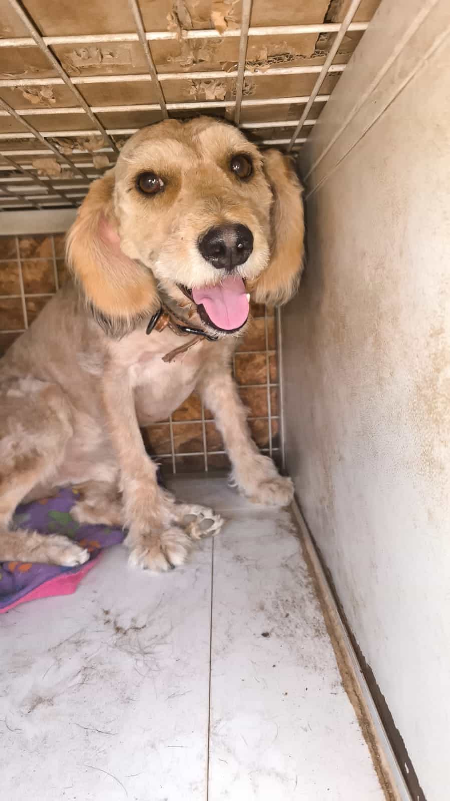 Foto de Copito