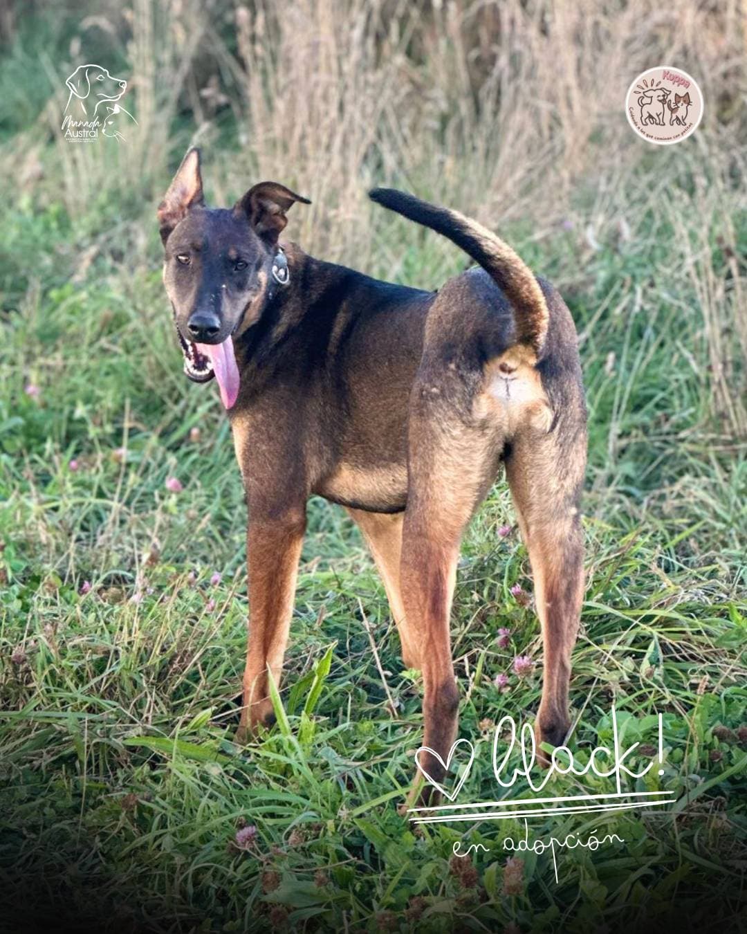 Foto de la mascota