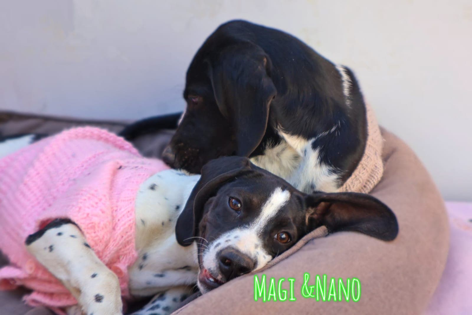 Foto 4