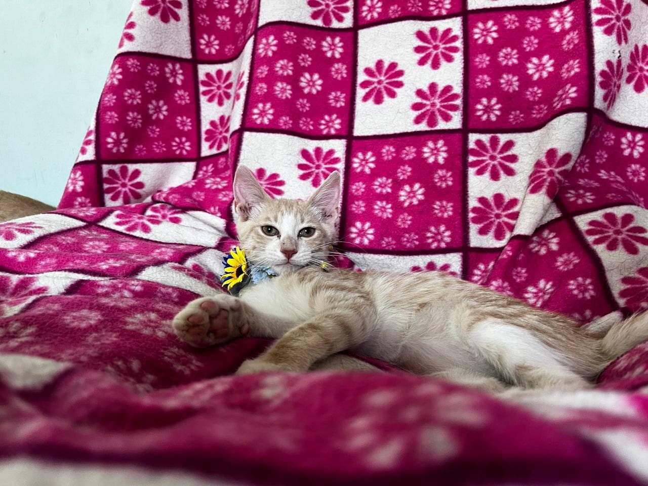 Foto 4
