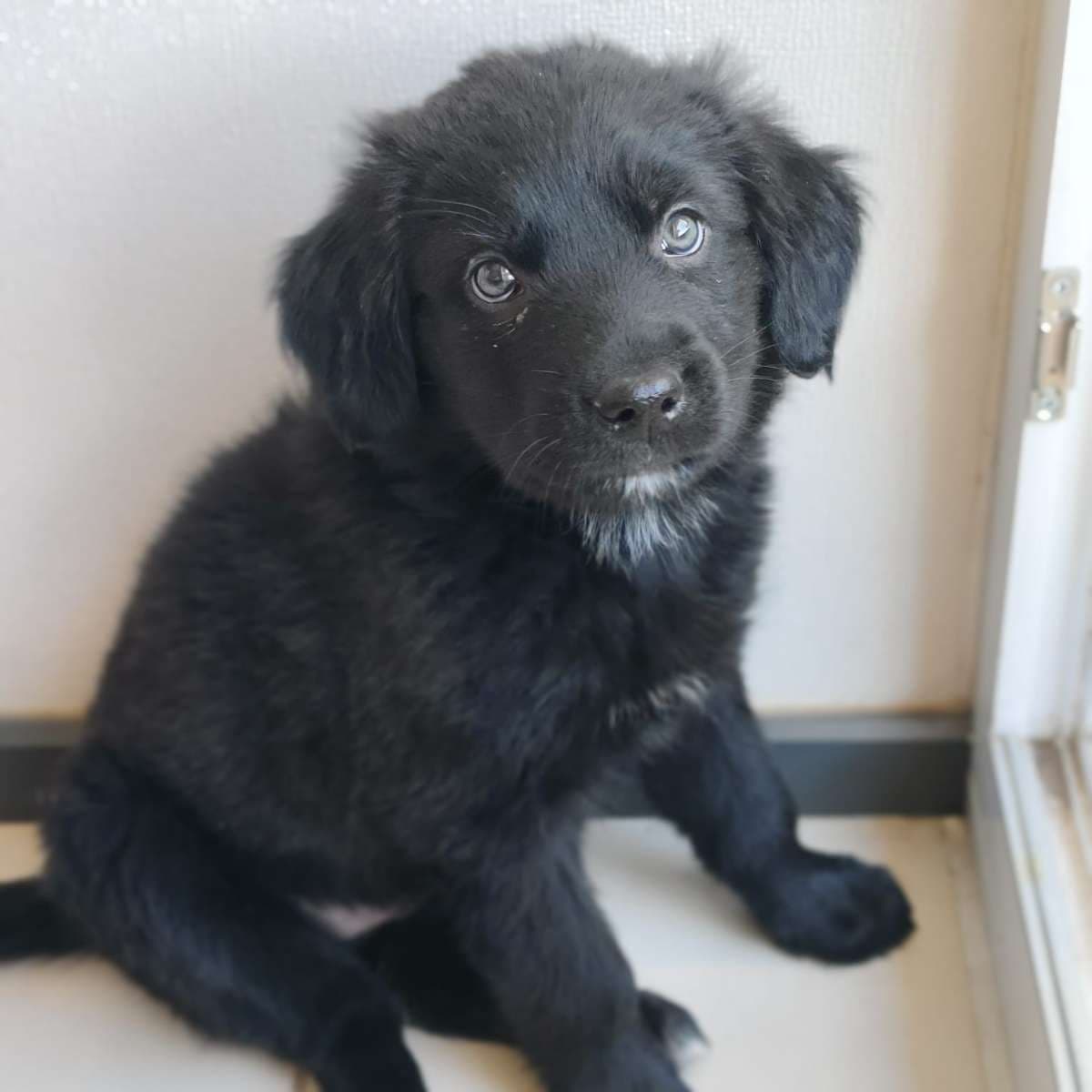 Foto de la mascota