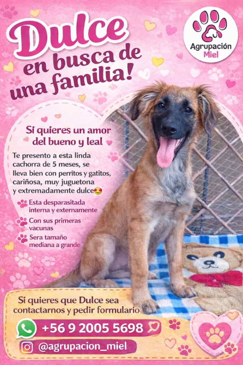 Foto de Dulce