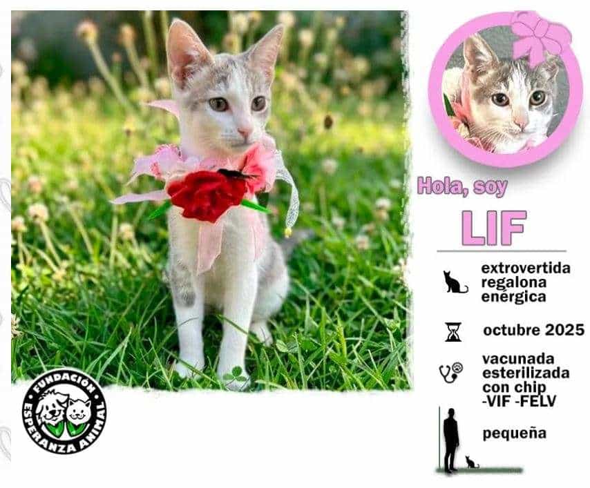 Foto de LIF