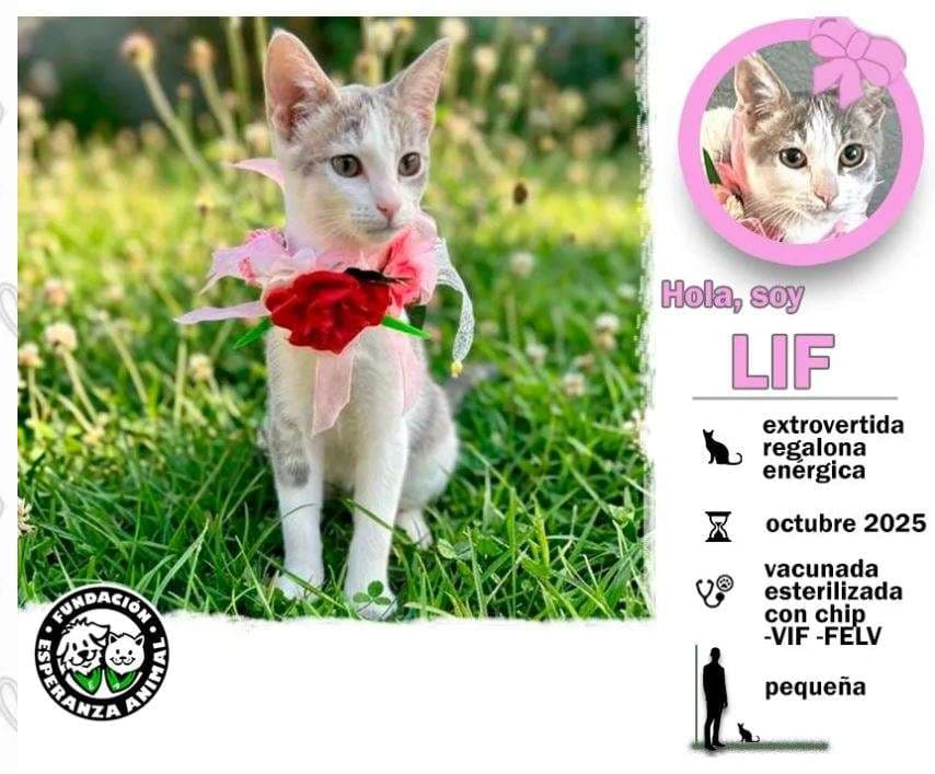 Foto de la mascota