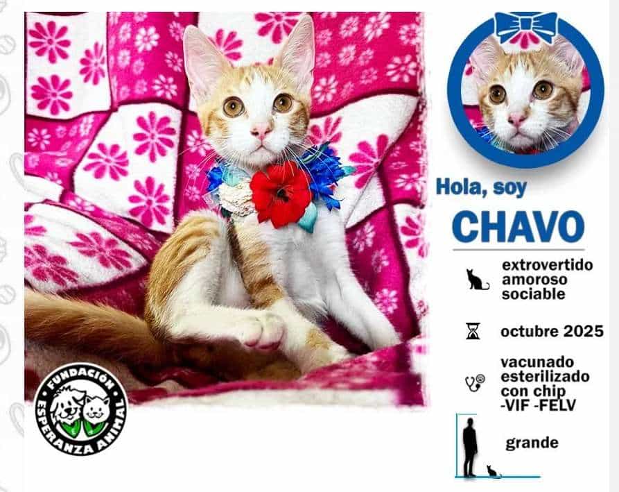 Foto de Chavo
