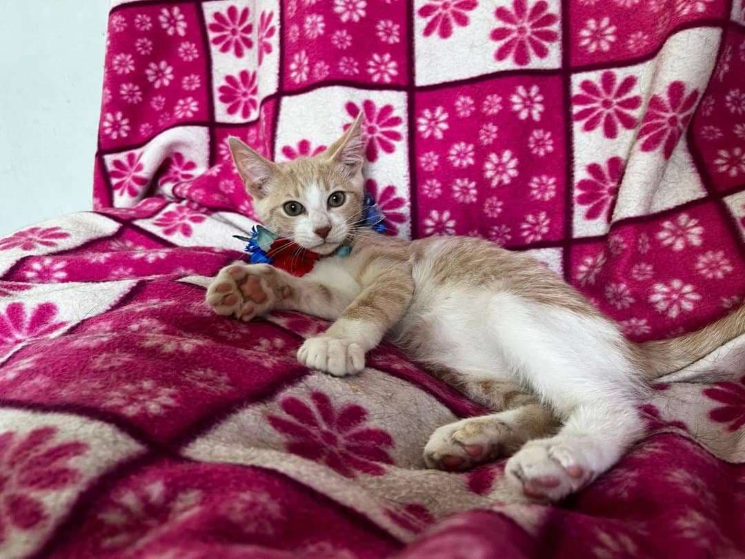 Foto 4