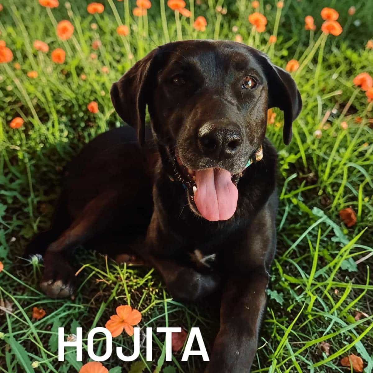 Foto de HOJITA