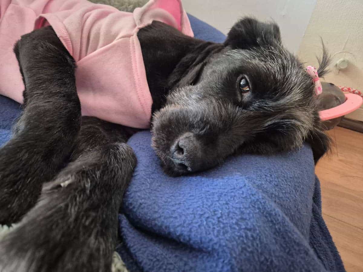 Foto de Luna ❣️