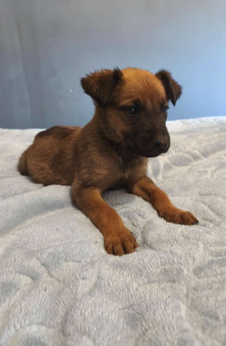 Foto de la mascota