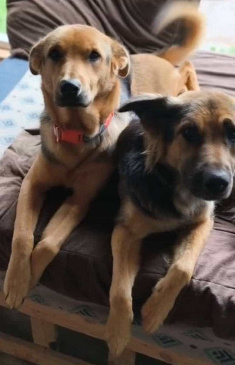 Foto de Pelusa y Enana 🐾