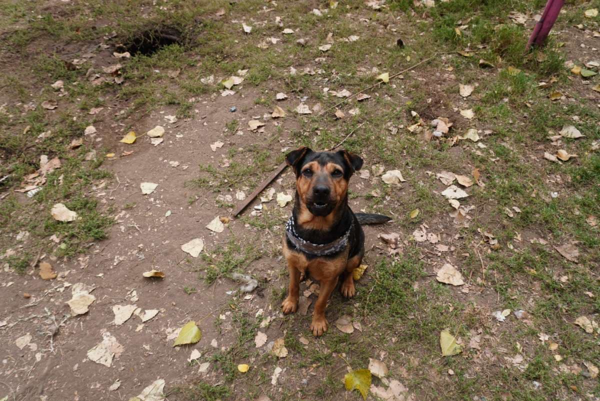 Foto de la mascota