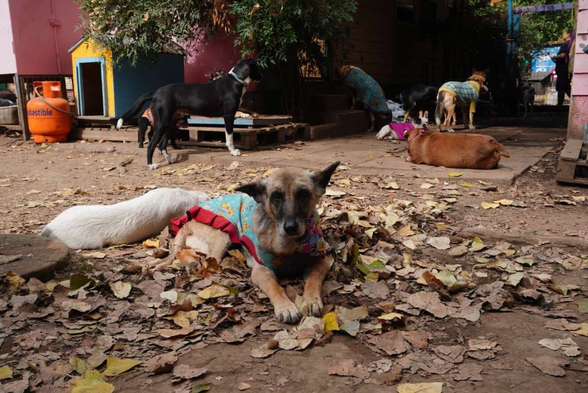 Foto de la mascota