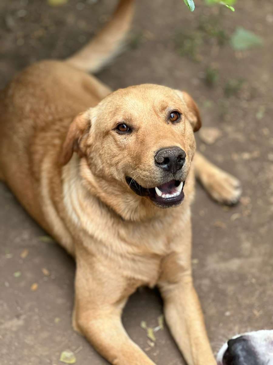 Foto de la mascota