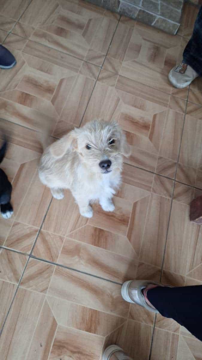 Foto de Bigote