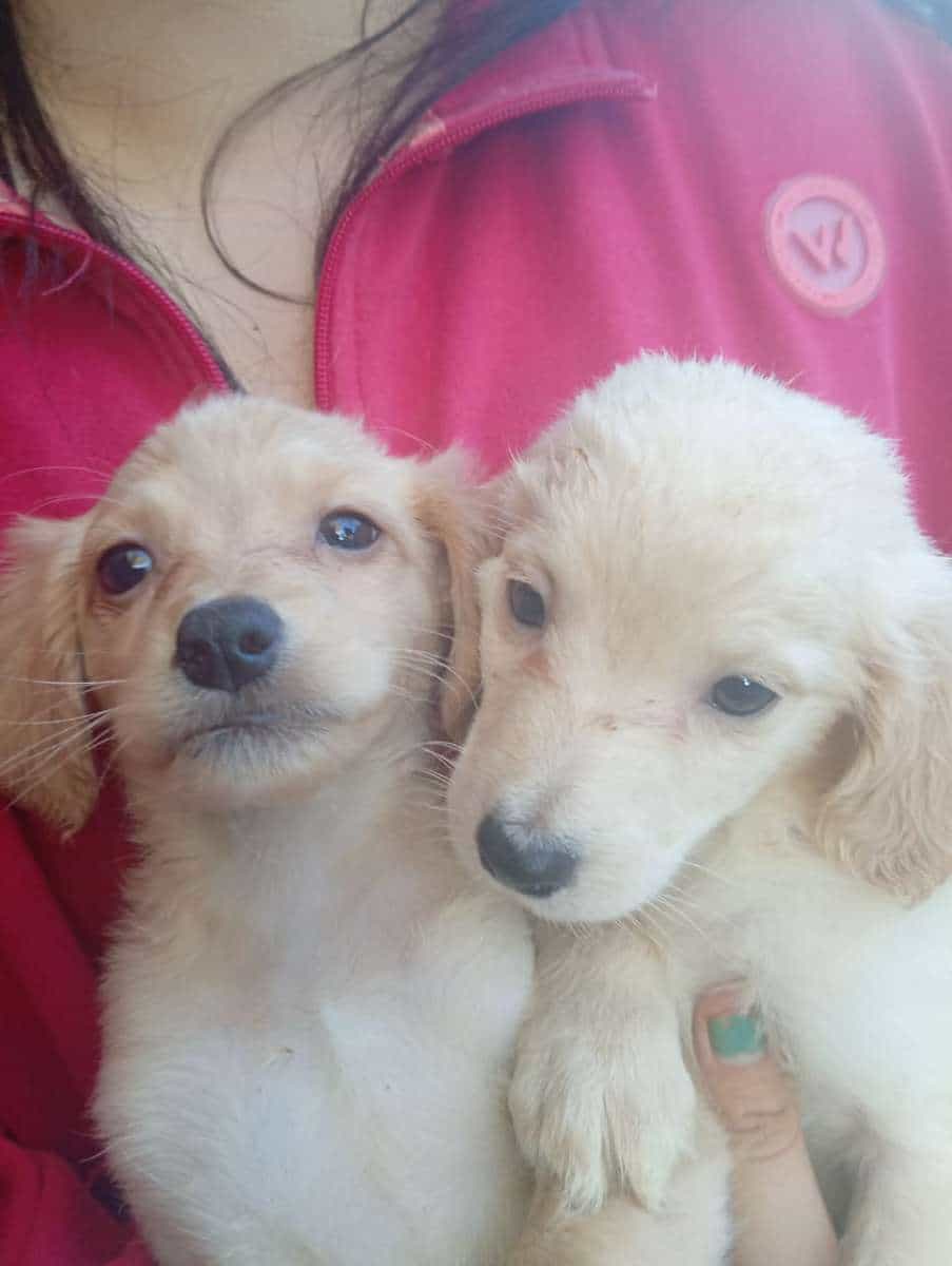 Foto de Cachorros claros Renca