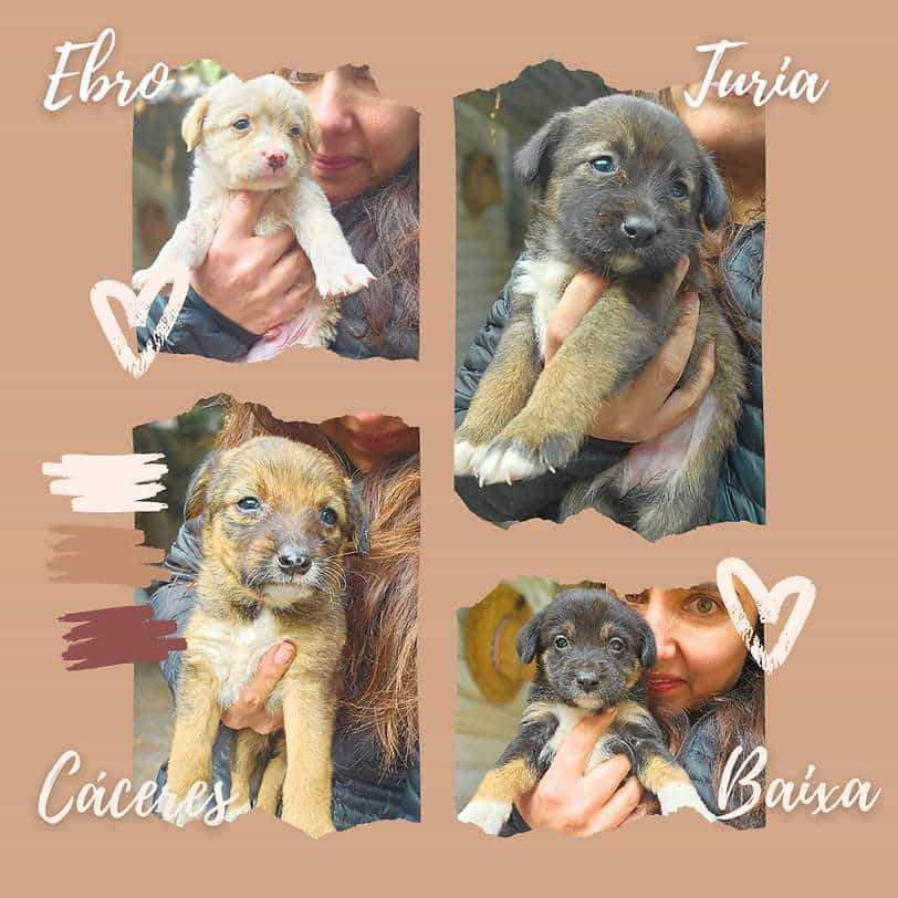 Foto de CACHORROS, 2,5 meses